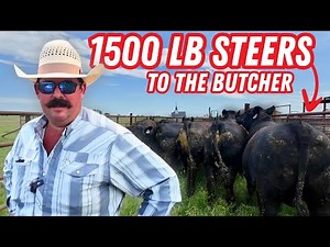 TOTAL CATTLE CHAOS Loading Steers for Butcher Day! 🐂💥