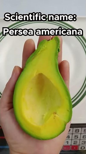 Nutrients from Avocado / Calories #shorts