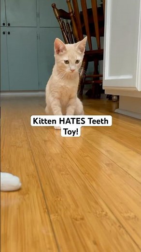 Grumpy Cat Doesn't Like Prank Toy #Cat #Funny