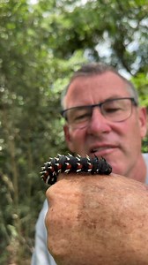 This “alien” caterpillar will become a HUGE Emperor Moth! 😱 #IvanCarter #FacebookPage #reeloftheday #videoviral | Ivan Carter