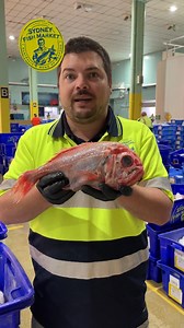 The Orange Roughy was once the posterchild for overfishing, but has since become a fantastic example of how considered, scientific fisheries management can allow fish stocks to recover and thrive! Alex tells you all about it in today's video! | Sydney Fish Market
