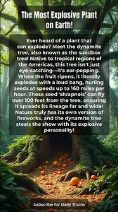 The Most Explosive Plant on Earth!