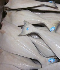 Halibut - Coldfish Seafood Co. Inc., Vancouver