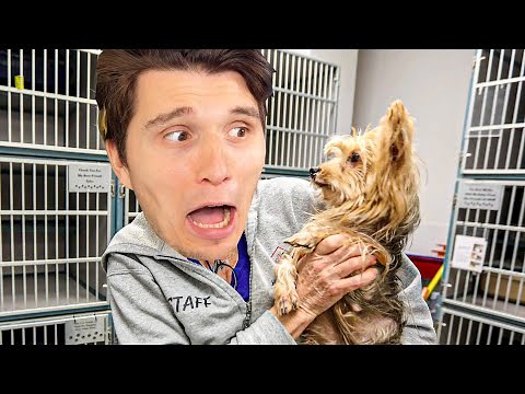 Der TIERHEIM Simulator