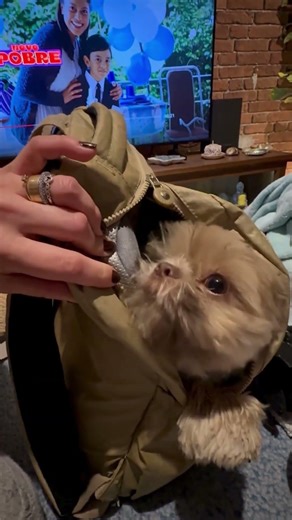 Cãozinho entra em uma mochila para se esconder do frio na casa da avó! 🐶🥰