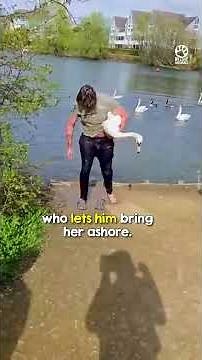 Swan's Life Saved by Brave Man in Heart-Stopping Rescue #rescue #animals