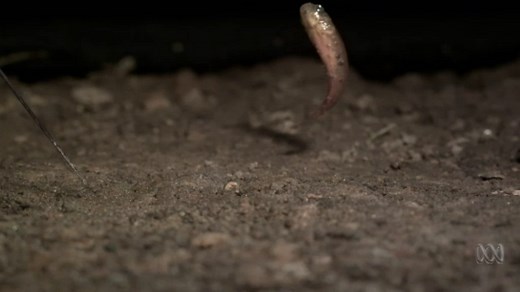 Why fish jump and how they do it