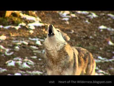 Awesome Wolf Howling Compilation
