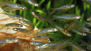 The sensory superpower that helps fish navigate