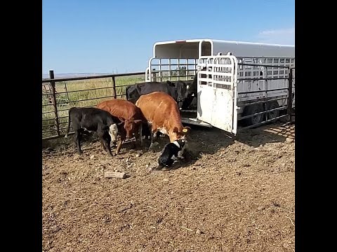 Loading cattle