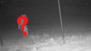 Strange 'Alien' Caught On Camera Wandering Around Texas Driveway: WATCH