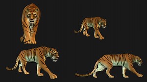 Tiger_Walk_Cycle and Translation