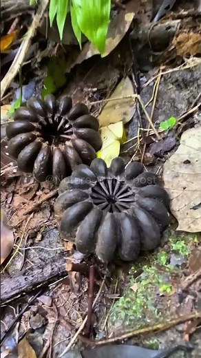 This Plant EXPLODES Like a Grenade! 💥🌱 | Superpower Plants Ep 6