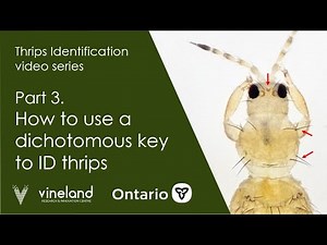 Thrips Identification Workshop video series Part 3: How to use a dichotomous key to ID thrips