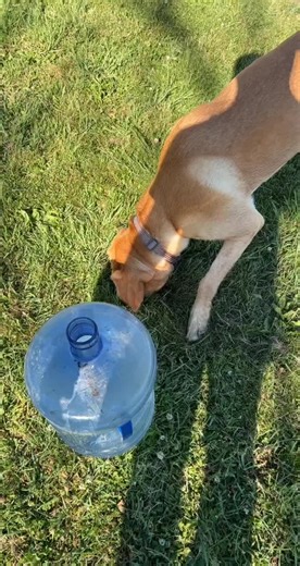 Redneck Gopher Hunting with Forrest the Lab - Midwest Fun