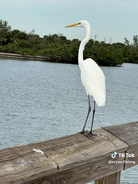 bryan (@bryan.fishing)’s videos with Beautiful Nature - Steven Solveig