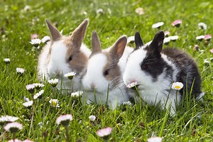 A Complete Guide to the Best Rabbit Breeds to Adopt