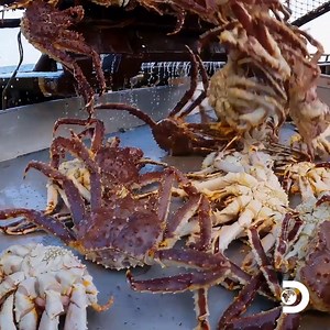 The crews of #DeadliestCatch are exploring new territories, and the crab pots are FULL! Here's your first look at the new season, Fridays at 8p on Discovery. | Deadliest Catch