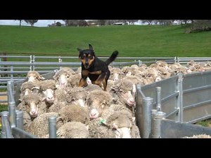 Yard Work. New Imported Australian bloodlines to Devonairs kelpie stud.