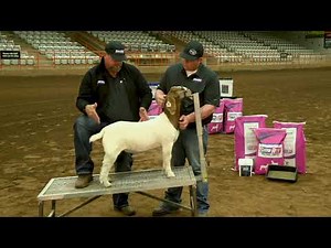 Show Goat Showmanship