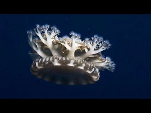 Facts: The Upside-Down Jellyfish