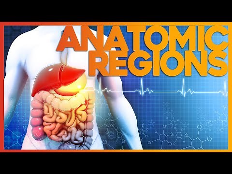 The Easiest Way to Learn Anatomical Regions | Corporis