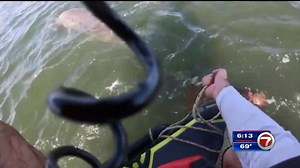 2 friends rescue dolphin trapped in rope in Biscayne Bay - WSVN 7News | Miami News, Weather, Sports | Fort Lauderdale
