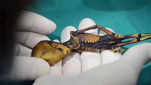 "Atacama-Alien" | Ist dieses Skelett außerirdisch?