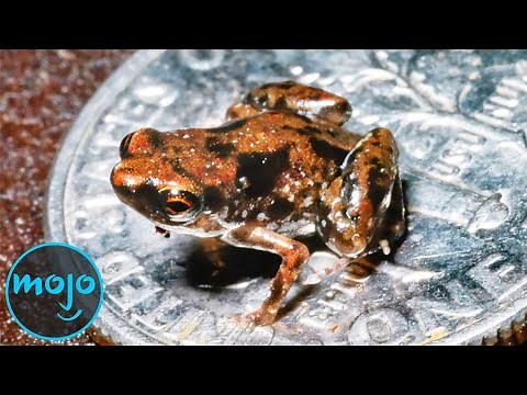 Top 10 Smallest Animals