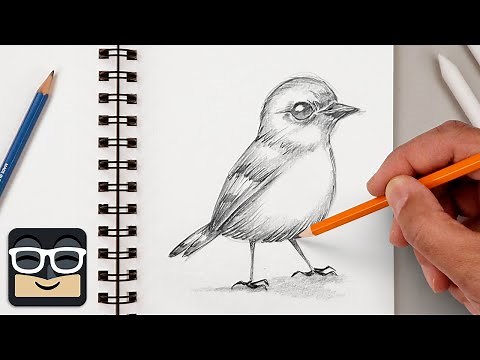 How to Draw a Realistic Bird | Step by Step Sketch Tutorial