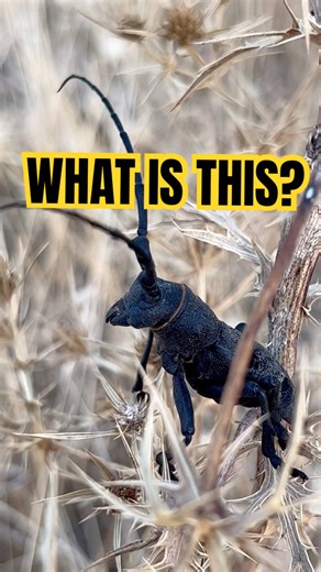 This Insect Looks Alien… What Is It? #nature #wildlife #insects‌ #strangeinsect