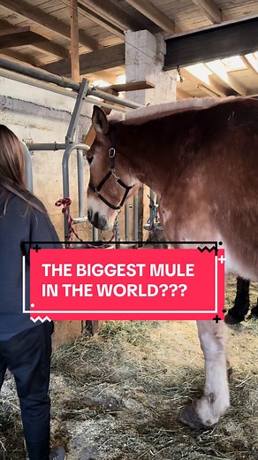 The Story of Winston: The World's Biggest Mule