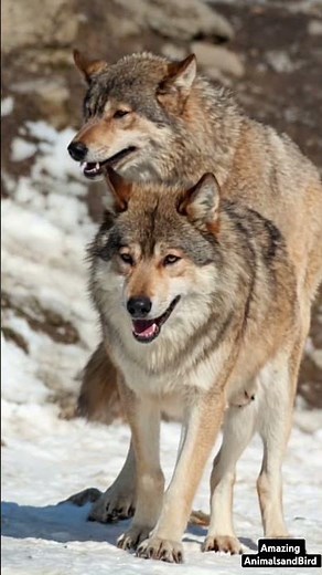 How Wolves Mate: Rare Footage of Their Natural Behavior
