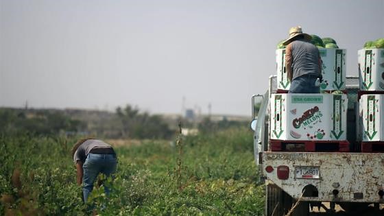 Mass deportation efforts affect legal migrant farm labor