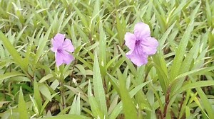 Close Selective Focus Bunga Ruellia Ruellia Stock Footage Video (100% Royalty-free) 1077471500 | Shutterstock