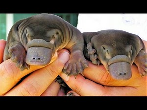 9 Cryptids that Turned Out to be Real