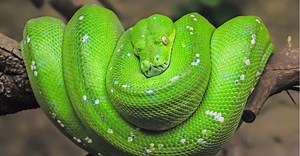 Green Tree Python