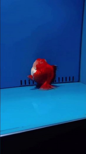 How Sweet Dance by fish! #fishdance #aquarium