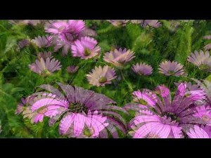 How to Grow Osteospermum