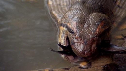 Anacondas explained: How these snakes become the world's largest