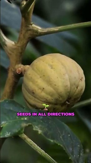 Exploding dynamite sandbox tree that fires seeds at 150 mph