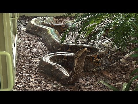 Giant 19 Foot, 200 Pound Reticulated Python at Naples Zoo