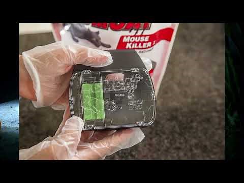 Tom Cat Mouse rat poison test and Review
