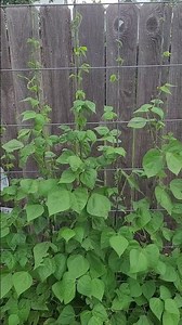 The Cherokee Trail Of Tears Pole Beans Are Over 6 Feet Tall Now