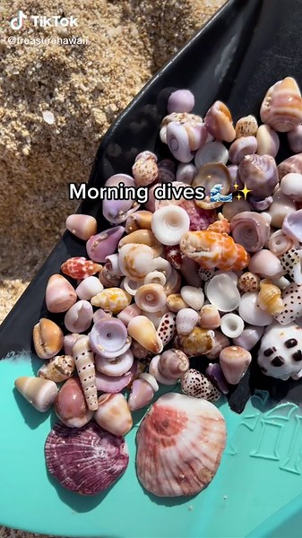Best Beaches for Shells in Oahu: Discover Seashell Treasures