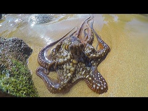 Catching, Cleaning & Cooking Octopus!