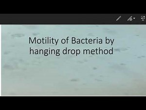 Motility of Bacteria by hanging drop method