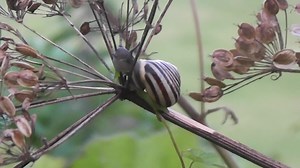 File:White-lipped Snail (Cepaea hortensis).webm - Wikimedia Commons