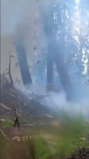 Felling Hazard Trees with Dymamite. #dynamite #explosion #arborist #shorts #viral