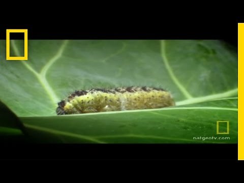 Body Invaders | National Geographic
